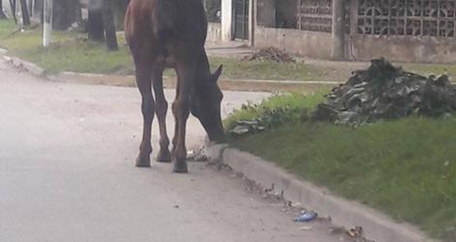 Peligro, caballo suelto