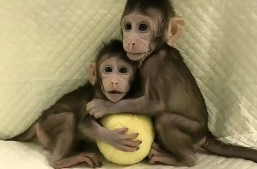 Llegó Black Mirror: clonan a dos monos en China