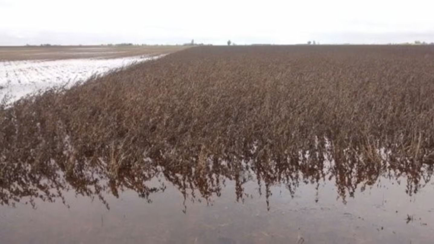 Las lluvias interrumpieron la cosecha y ponen en riesgo más de un millón de hectáreas en Buenos Aires.(Foto: Clarín)