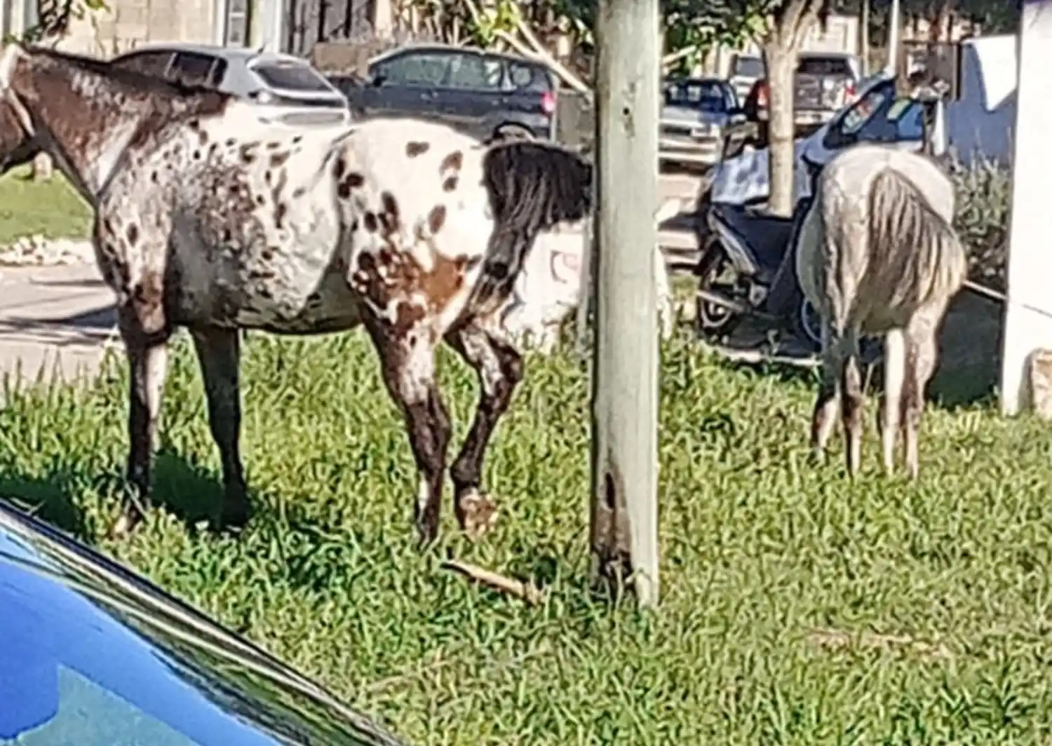 Caballos sueltos en calle Italia: "Es un barrio, no es un campo"