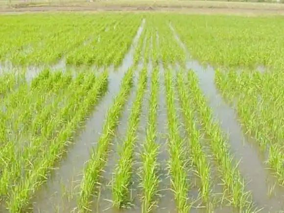 FAA Entre Ríos advirtió que con los valores actuales, el sector arrocero trabaja a pérdida