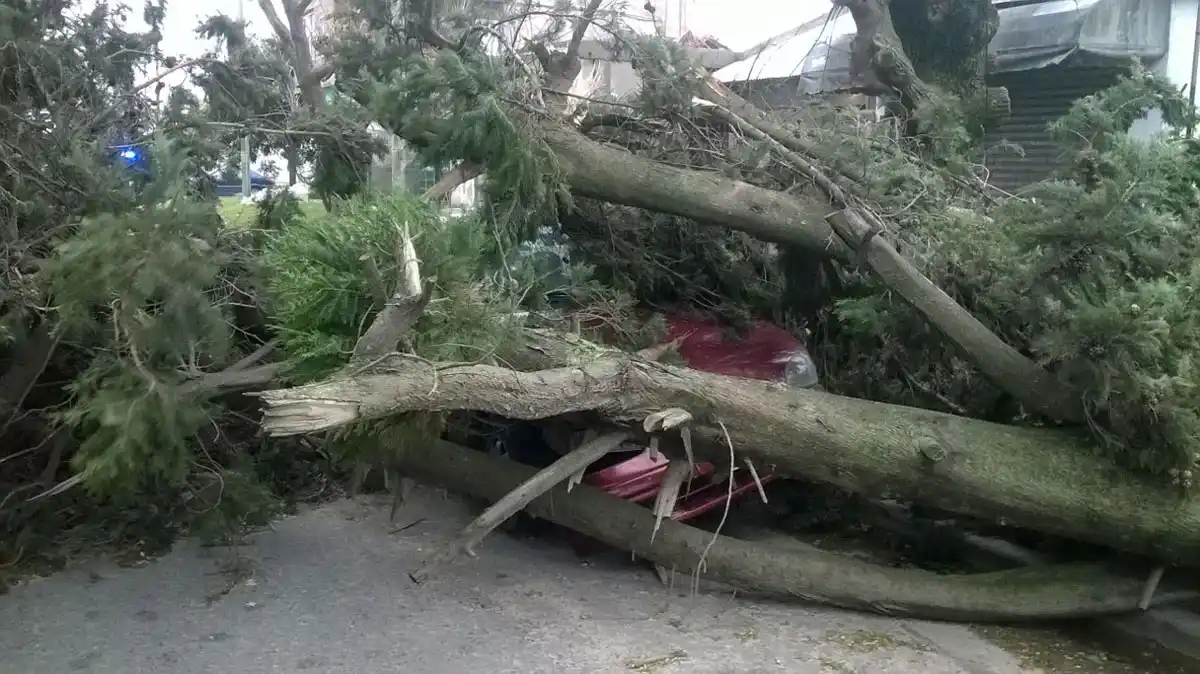 Temporal: árbol aplasta un auto