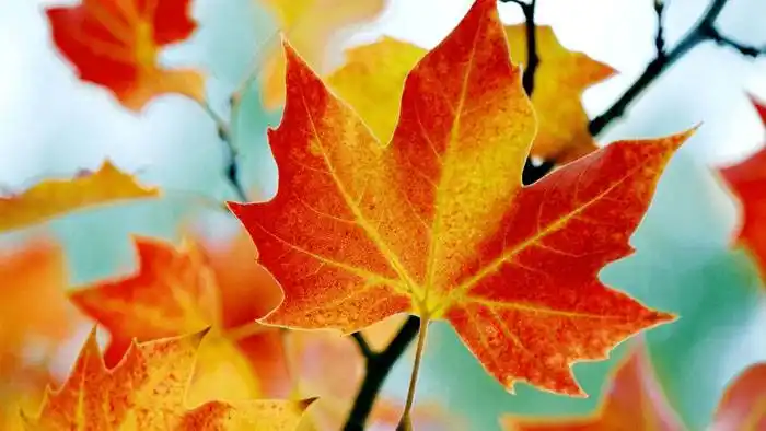 Otoño corto con algunas temperaturas altas ¿cuándo llegará el frío intenso?