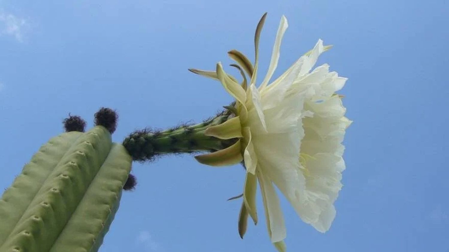 Allanan viveros por la supuesta venta de un cactus alucinógeno ilegal