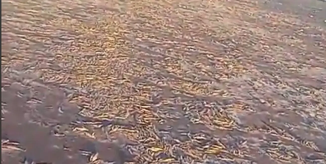 Preocupación por gran cantidad de peces muertos tras la bajante en la laguna La Picasa