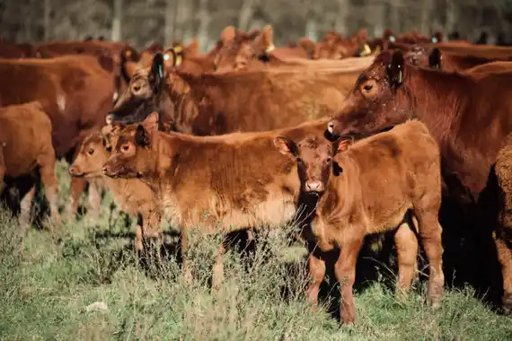 Subas moderadas en el precio de la hacienda: FARER reportó un incremento promedio del 2,3% en junio