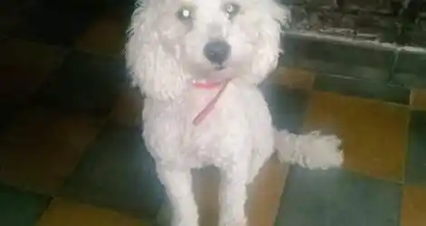 Buscamos al perro de Aye #Solucionado