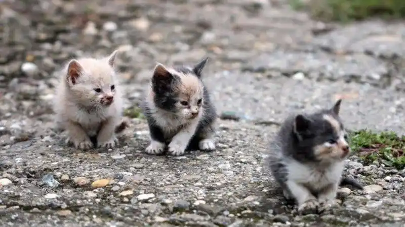 ¡INDIGNANTE! Inescrupulosos envenenan a más de 100 gatos en Santa Marta