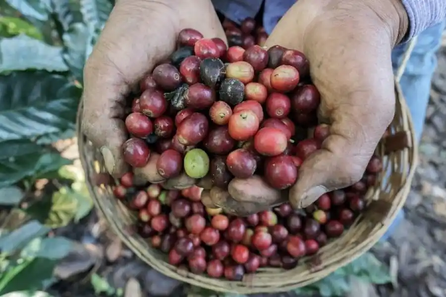 Cerca del 60% de las especies silvestres de café están amenazadas de extinción, según un estudio de Kew Gardens, el Jardín Botánico de Londres.