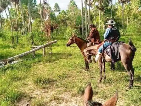 Detectaron un caso de contrabando de
ganado y secuestraron 32 animales vacunos