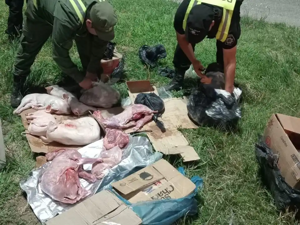 Arrufó: secuestraron más de 20 animales faenados en un colectivo durante un control policial - 1