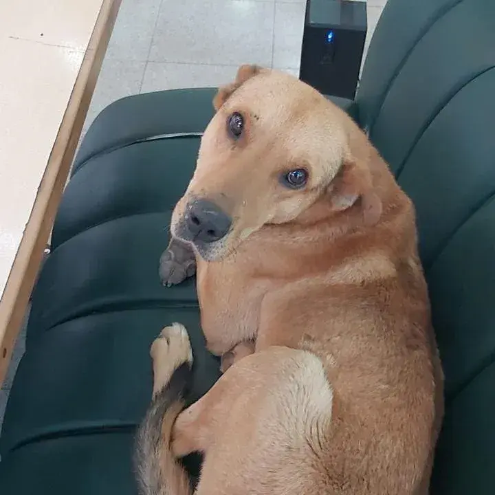 Buscan a Rubio: un perrito callejero que frecuentaba la nueva Terminal