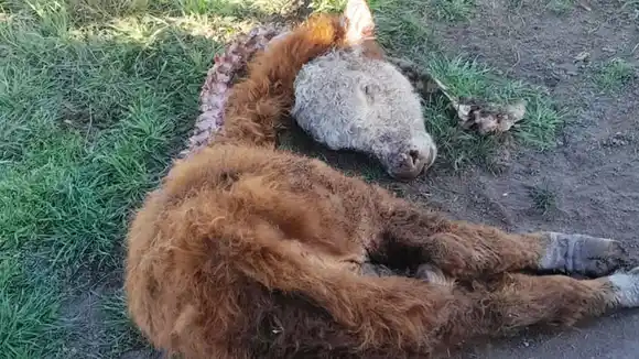 La Filial Larroque de Federación Agraria denunció que jaurías de perros atacan y matan ganado vacuno y lanar
