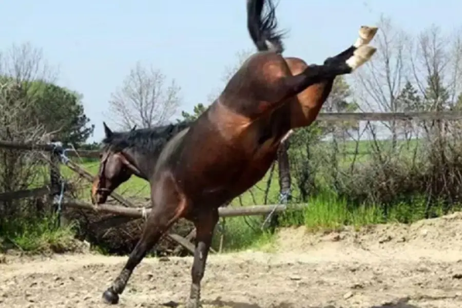 Dramático episodio: un niño de solo 7 años perdió la vida tras recibir una patada de un caballo en Corrientes