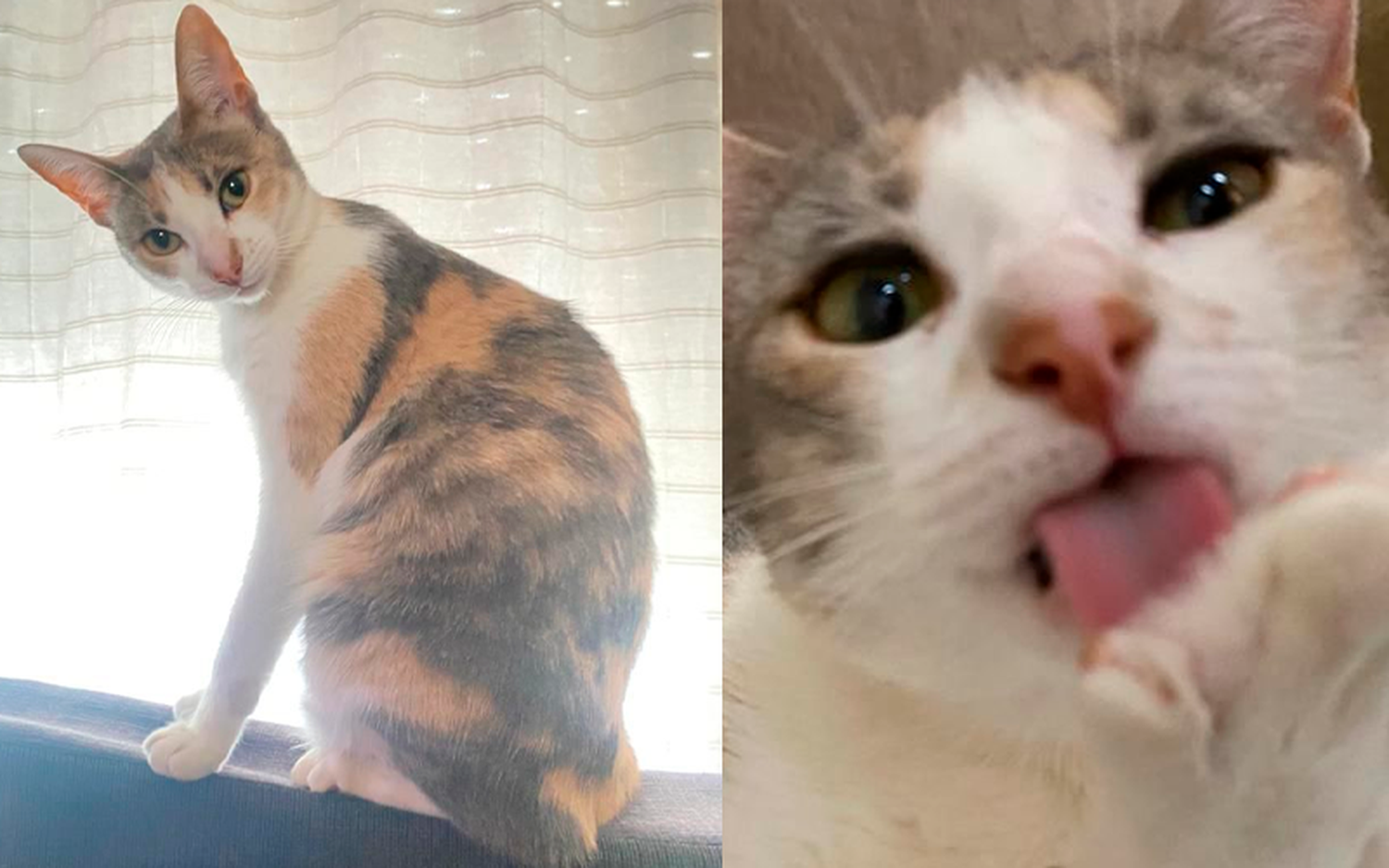 Buscan a Luna
