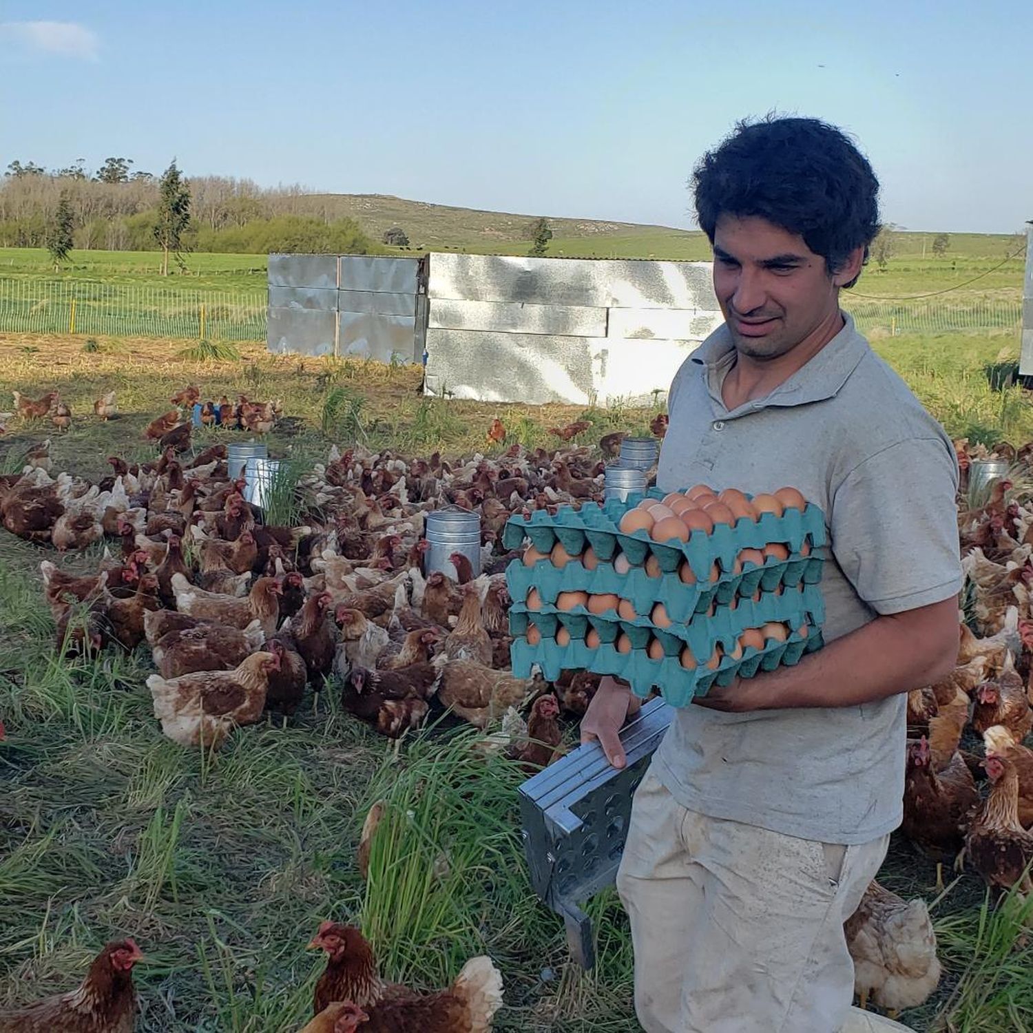 Habilitan registro de establecimientos avícolas con sistemas pastoriles