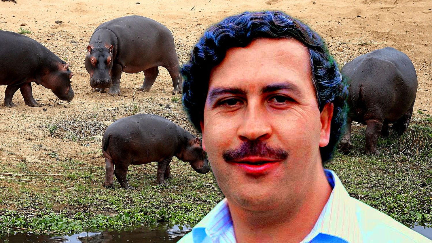 Alistan el traslado de los hipopótamos de Pablo Escobar