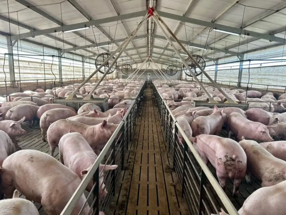 La producción porcina creció 15,7% en el primer trimestre