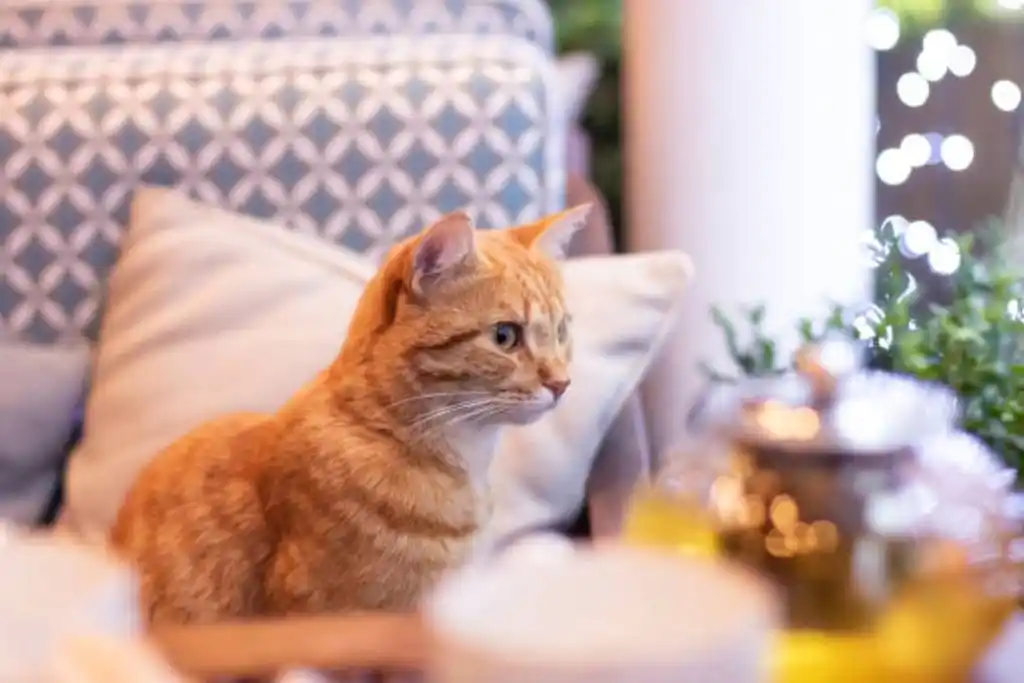 Gatogasinos: inauguraron el primer “cat café” en Rosario