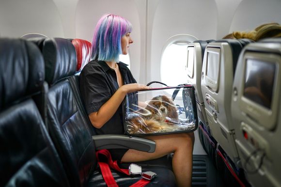 Viajar con mascotas: aerolíneas y aeropuertos amigables para animales – Guía y consejos prácticos para una experiencia sin estrés
