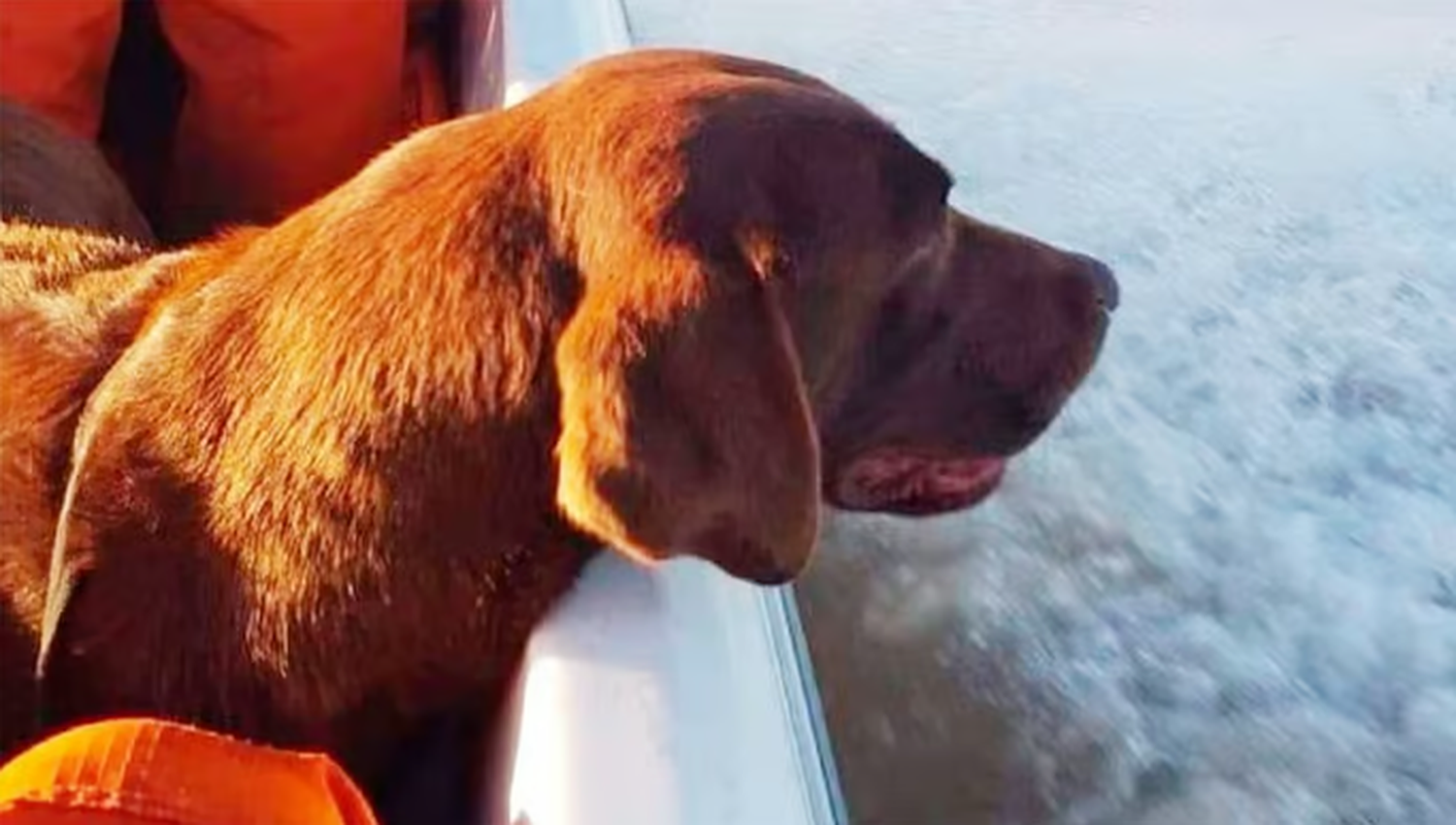 Murió Nerón, un perro de bomberos de Entre Ríos que participó en la búsqueda de Loan