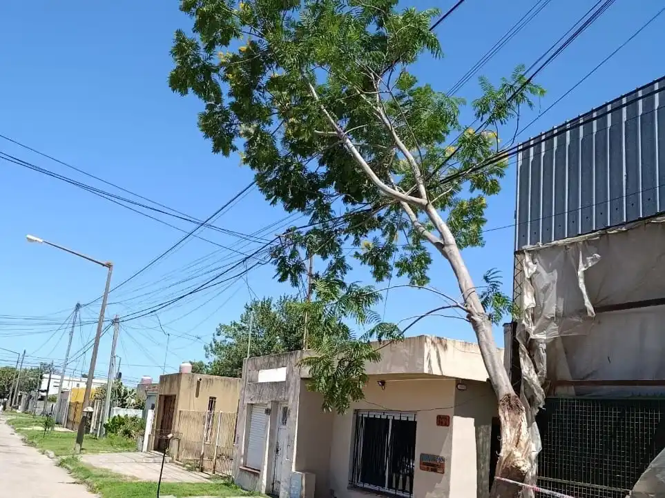 La parte superior del árbol quedó apoyada sobre el tendido eléctrico. Foto: BVVT