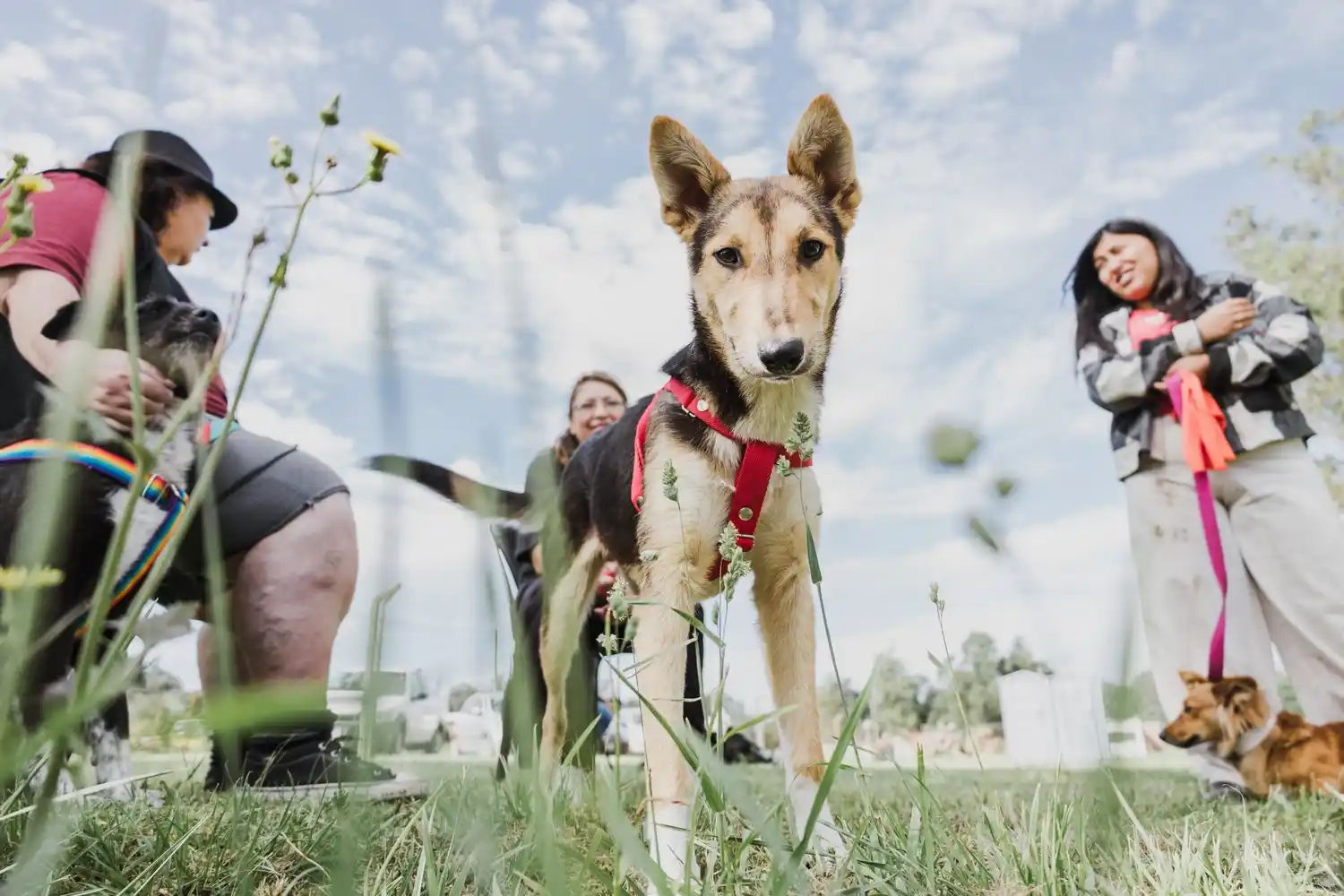 El operativo, coordinado por Zoonosis y Bienestar Animal, continuará recorriendo los barrios con el objetivo de garantizar el acceso a la castración gratuita y promover la tenencia responsable de mascotas.