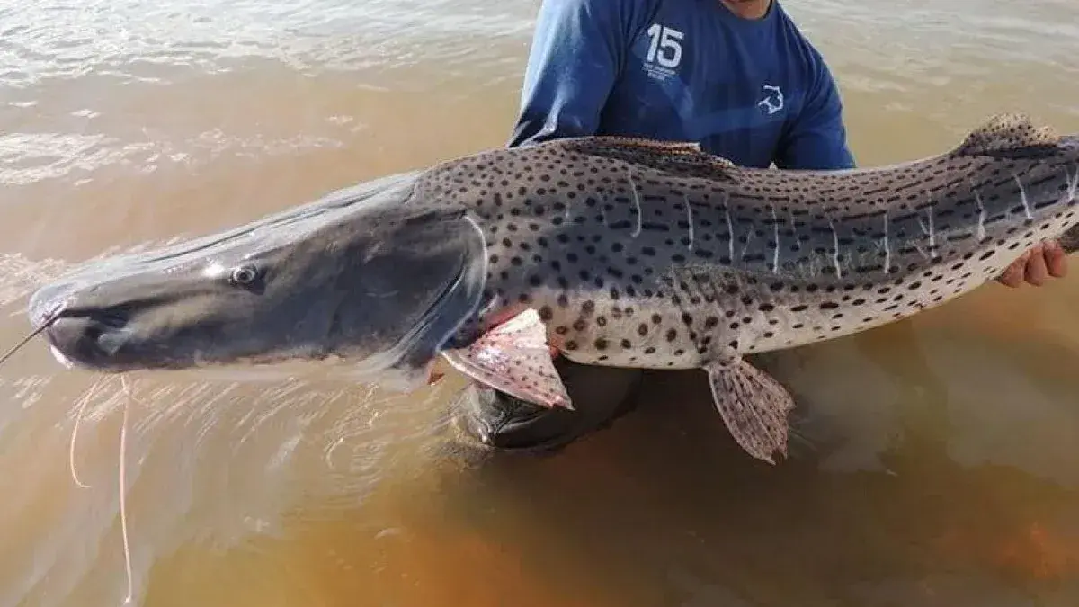 Comenzó la veda de pesca para el surubí en toda la provincia de Santa Fe
