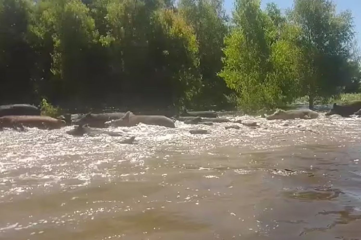 La invasión de chanchos jabalíes arrasa con la producción rural de Gualeguaychú