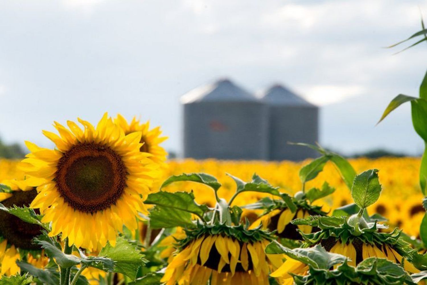 La cosecha de girasol en el norte provincial finalizó con rindes menores a los esperados