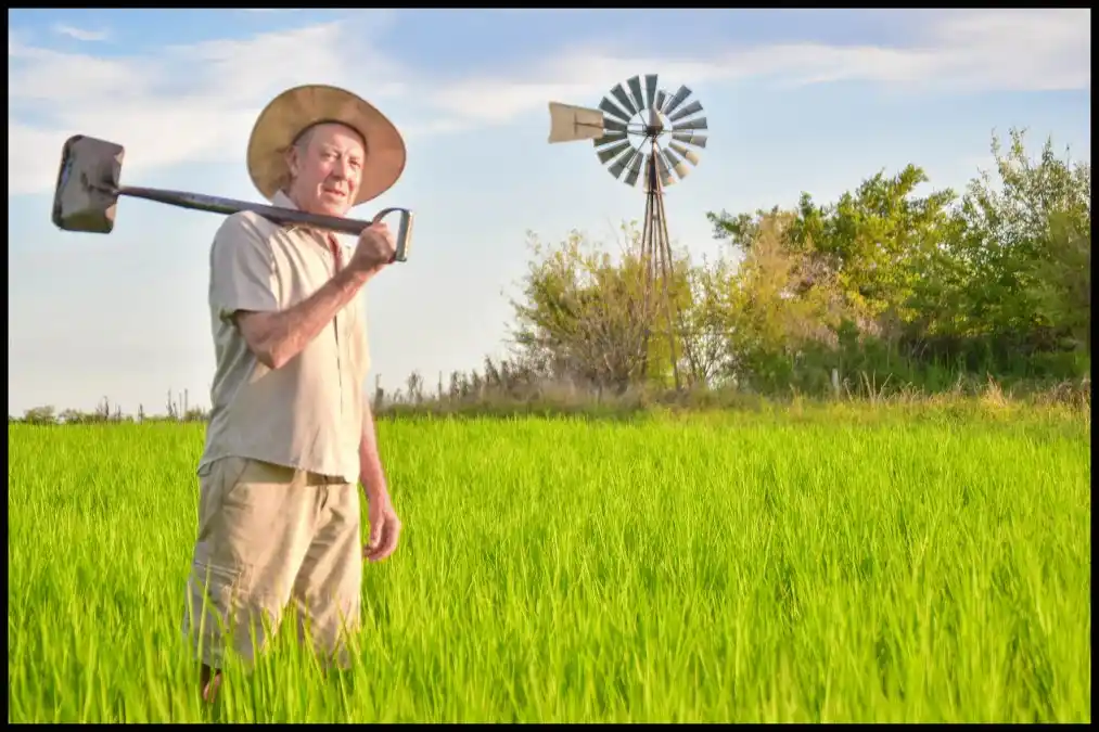 El cultivo demanda mucha atención en los meses de riego