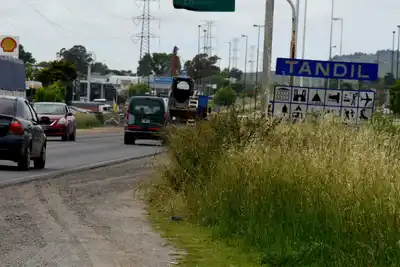 Los pastos altos crecen en las banquinas de la Ruta 226