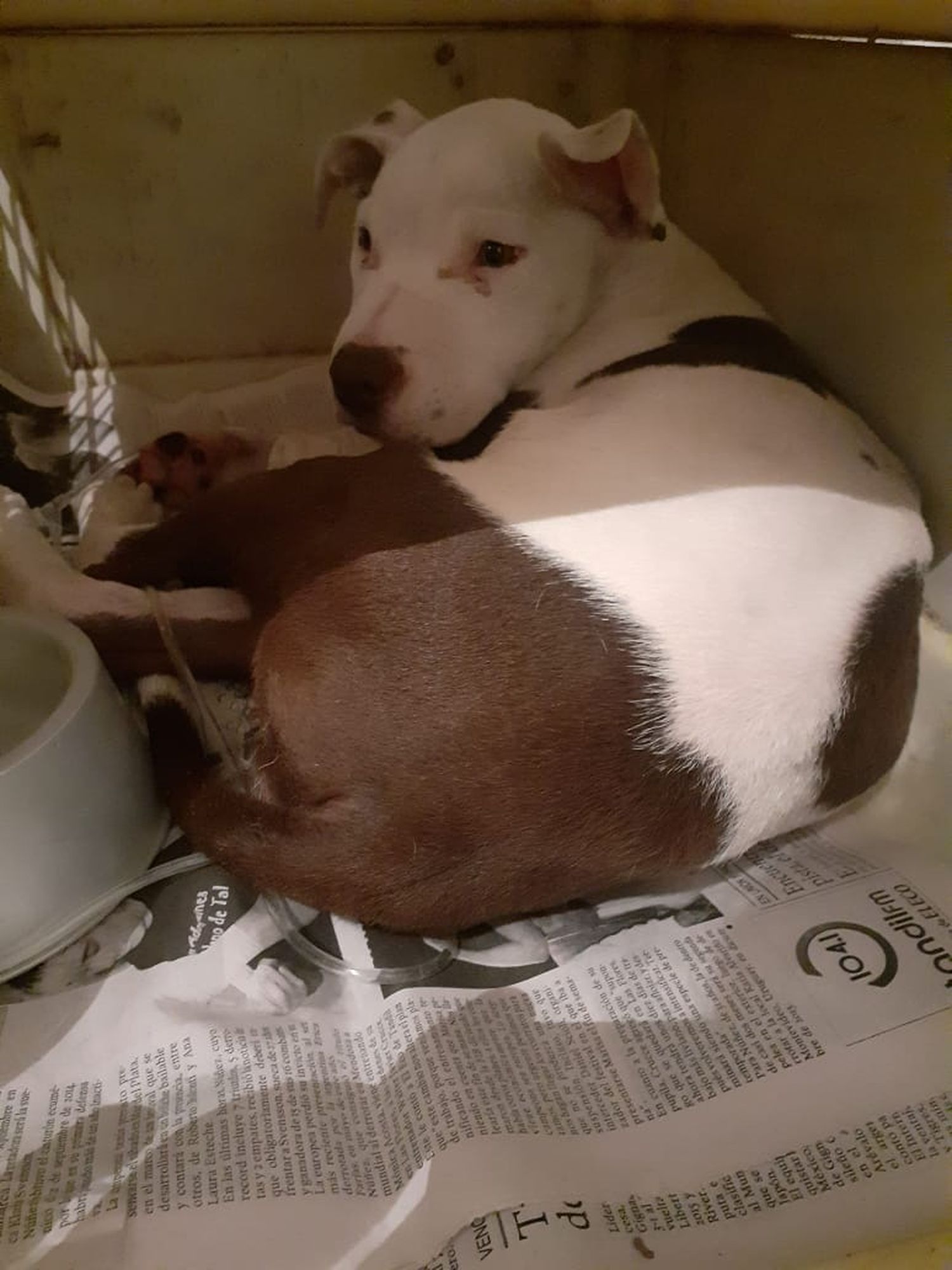 Le diagnosticaron parvovirus a su perro e ideó un proyecto para solventar los gastos