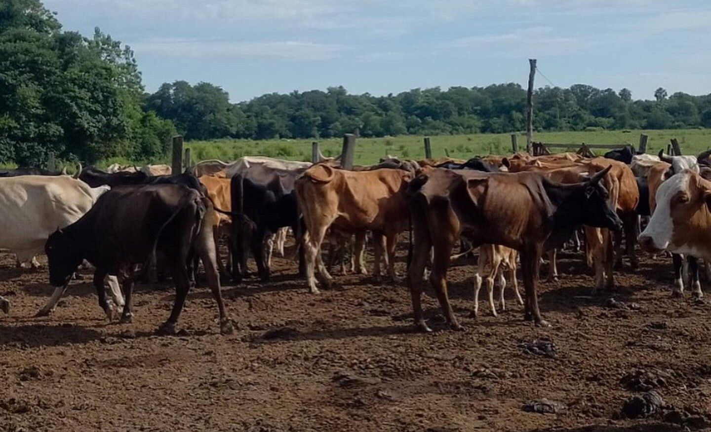 Vacunación contra Rabia Paresiante para Pequeños Productores en El Colorado
