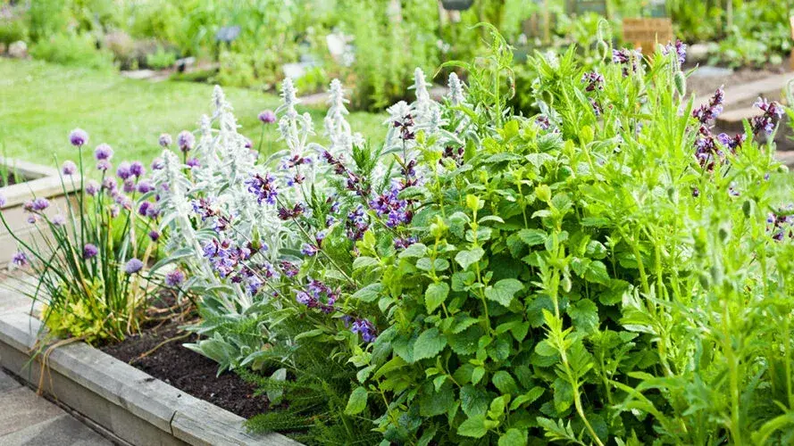 El Rincón del Jardinero - Plantas aromáticas para ahuyentar insectos