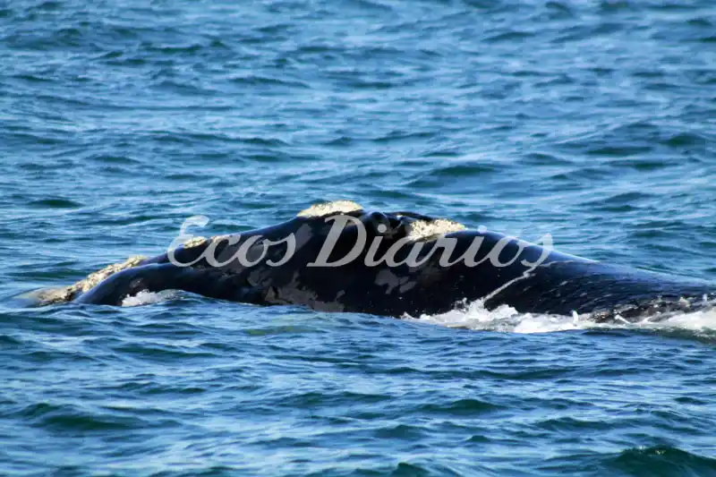Avistaje de ballenas -FOTOGALERIA-