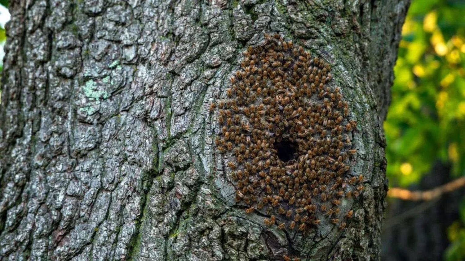 Un hombre murió tras ser picado por 150 abejas, luego de haber orinado en un árbol donde había un panal