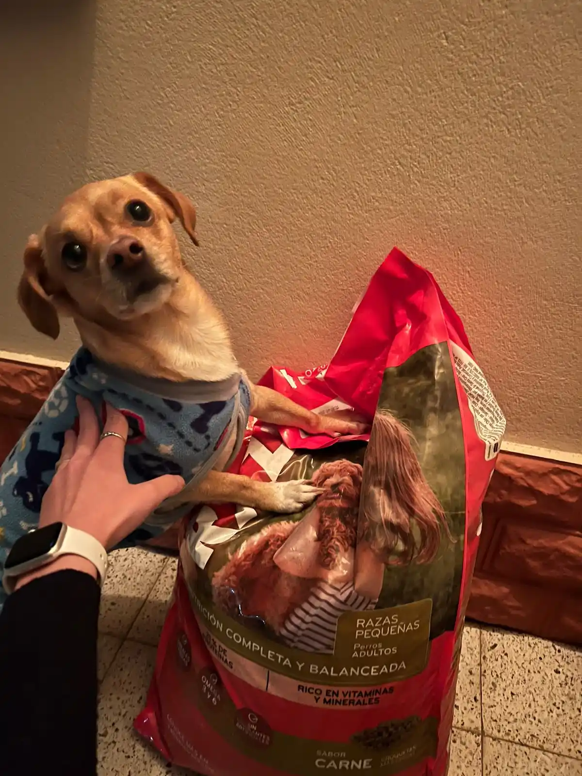 perro tino con su premio