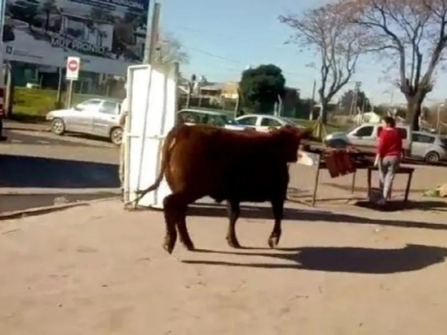 [Video] Un novillo se escapó del matadero, y embistió a mujer