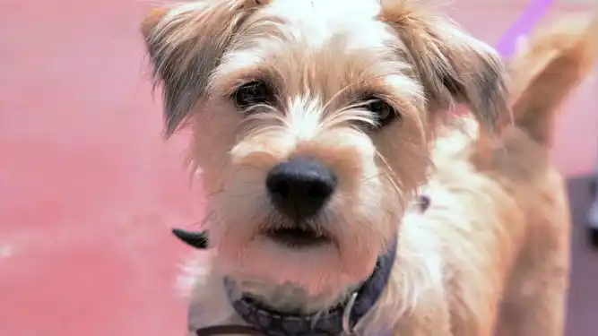 Canadá legaliza el sexo con animales pero con matices