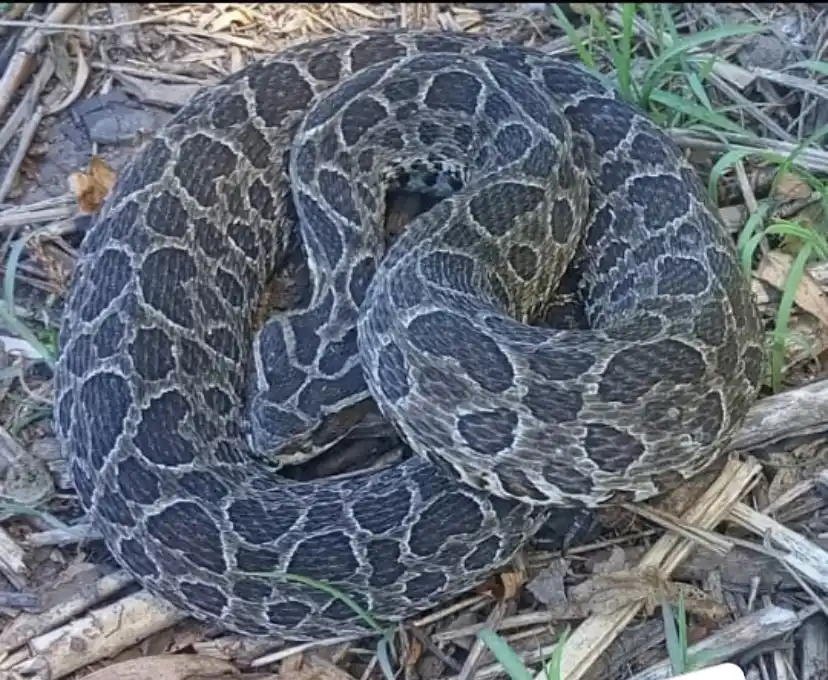 Hallaron una yarará de gran tamaño en una zona urbana de Tandil