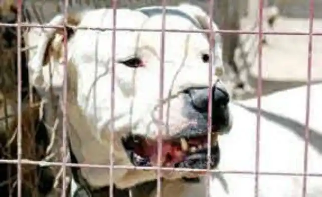 Una mujer fue atacada por un dogo argentino y debió ser hospitalizada  