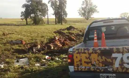 Ruta 18: Murieron 40 animales tras el vuelco de un camión jaula 