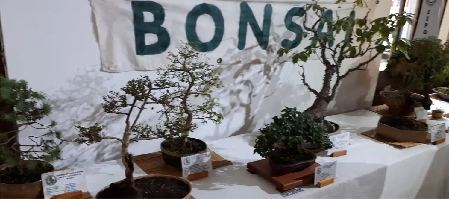 Se viene la 5º Muestra Santafesina de Cultivadores de Orquídeas y Bonsai