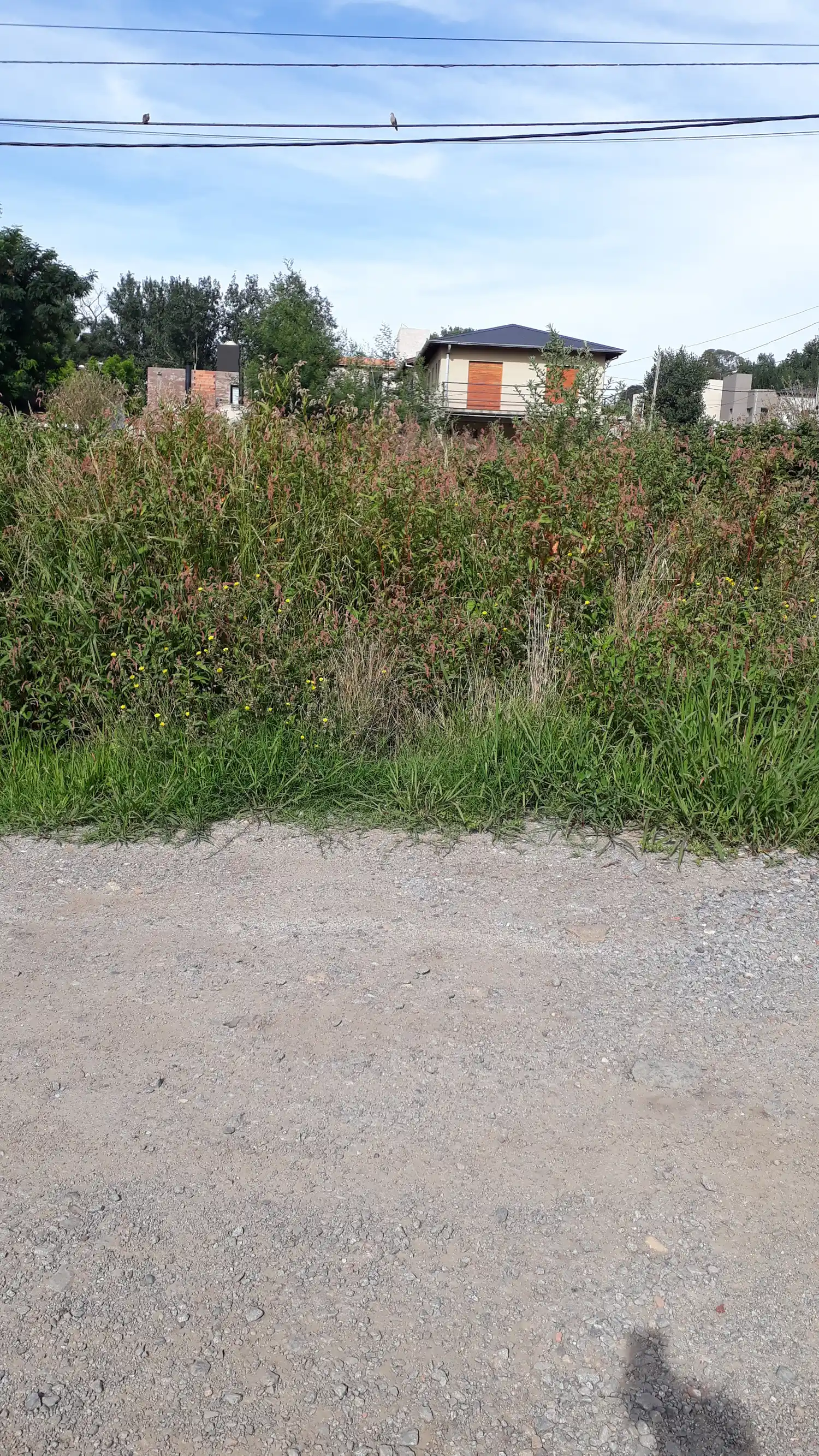 Pastizales en Dorrego y Soldado Argentino