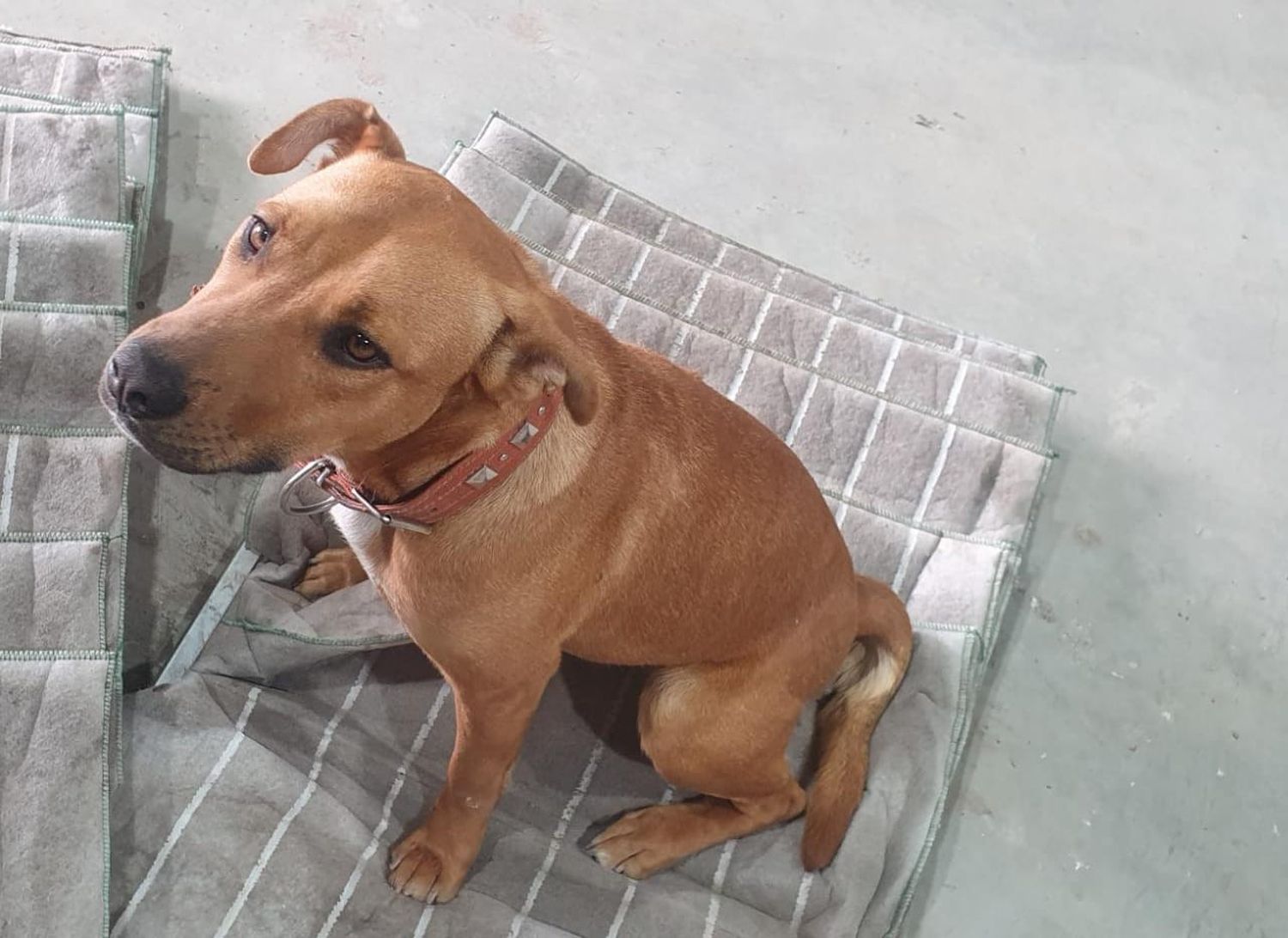 Perrita encontrada en la Termoeléctrica