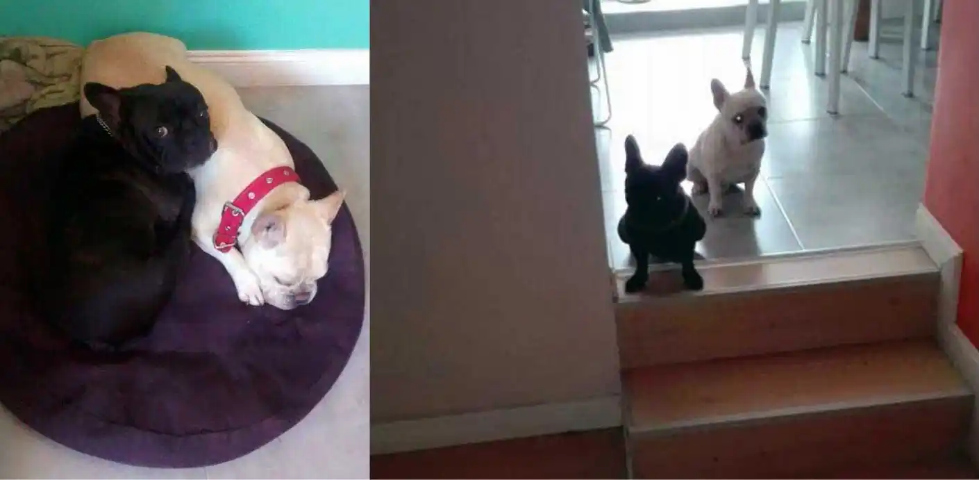 Les entraron a robar a su casa y se llevaron hasta los perros