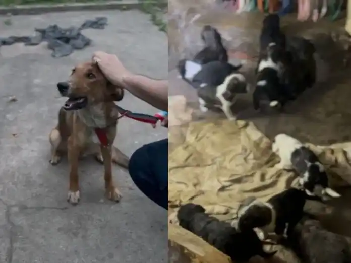 Rescataron 12 perritos que se encontraban en malas condiciones de salud