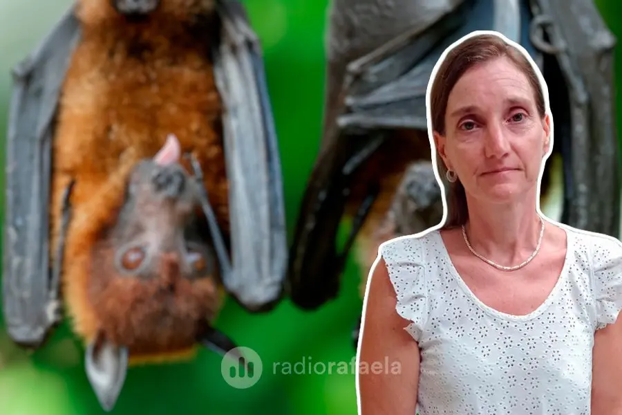 Murciélagos con rabia: ¿que hacer cuando cae uno en nuestro hogar?