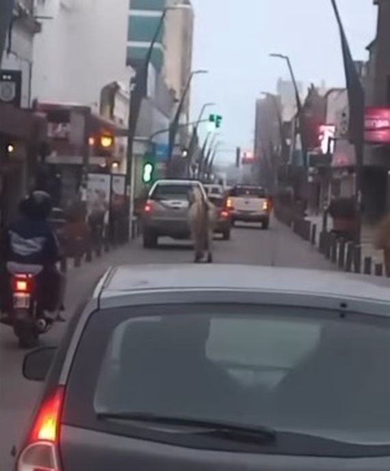 Insólito: un caballo suelto recorrió el centro de Tandil